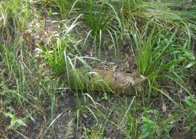 Arnwood Place Habitat Sausage 2019