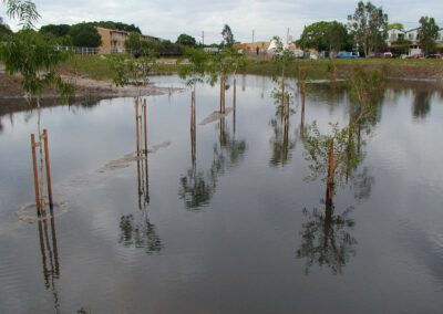 Bowies Flat Melaleucas