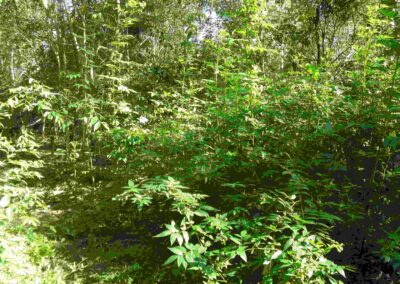 Ekibin Ck habitat for small birds
