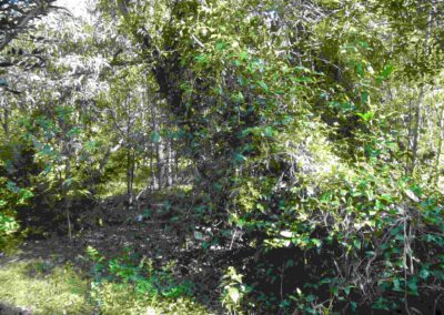 Ekibin Ck native vine habitat for small birds