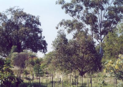 Eucalyptus at Moorhen Flats