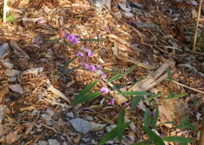Finger Gullies Hardenbergia violacea