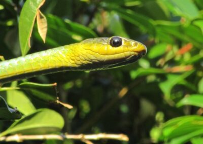 Finger Gullies Tree Snake