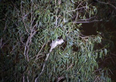 Finger Gullies glider in Solar St gully