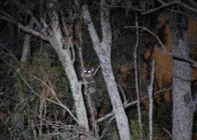 Finger Gullies koala