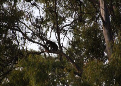Finger Gullies koala2