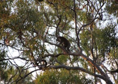 Finger Gullies koala3