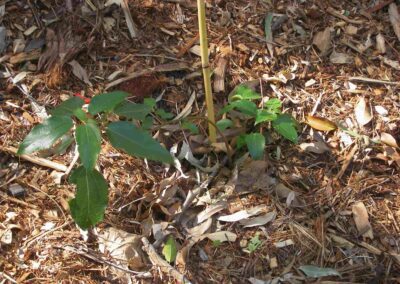 Finger Gullies native mulberry