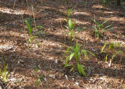 Finger Gullies planting