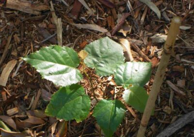 Finger Gullies seedling