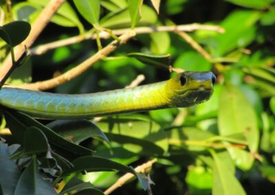 Finger Gullies tree snake face
