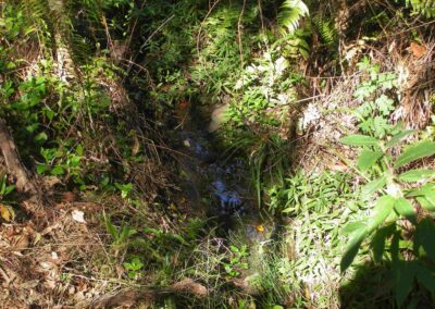 Finger Gullies weeds