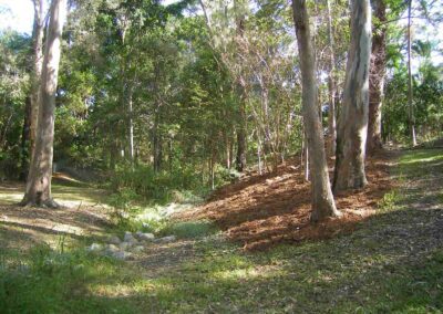 Finger Gullies weeds in gully