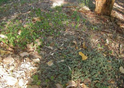 Finger Gullies weeds2