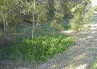 Heath Park Myoporum groundcover under the casuarinas