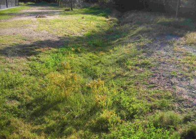 Heath Park native sedges in the drainage ditch