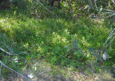 Heath Park Warrigal greens and a saltmarsh succulent