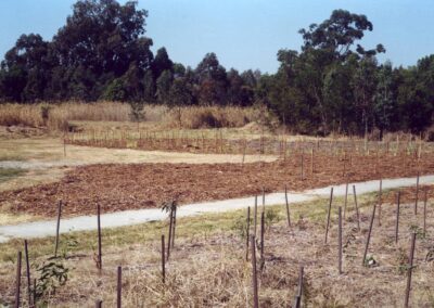 Icon trees originally on site were ironbark and Ecalyptus grandis at Moorhen Flats