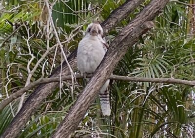 Kookaburra at Moorhen Flats