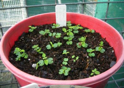Plant Nursery Gallery 12