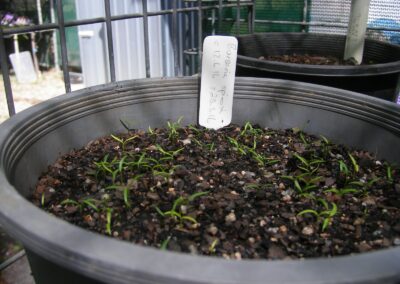 Plant Nursery Gallery 3