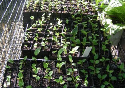 Plant Nursery Gallery 4