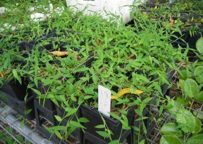 Plant Nursery Gallery 8