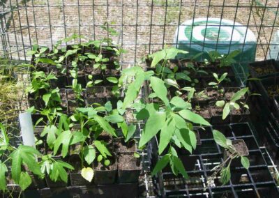 Plant Nursery Gallery 9