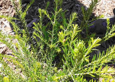 Plant Information