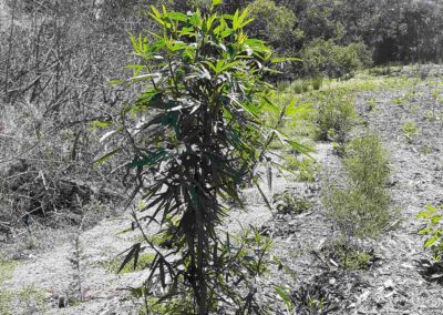 Hibiscus heterophyllus