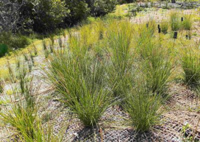 Carex appressa and Juncus kraussii