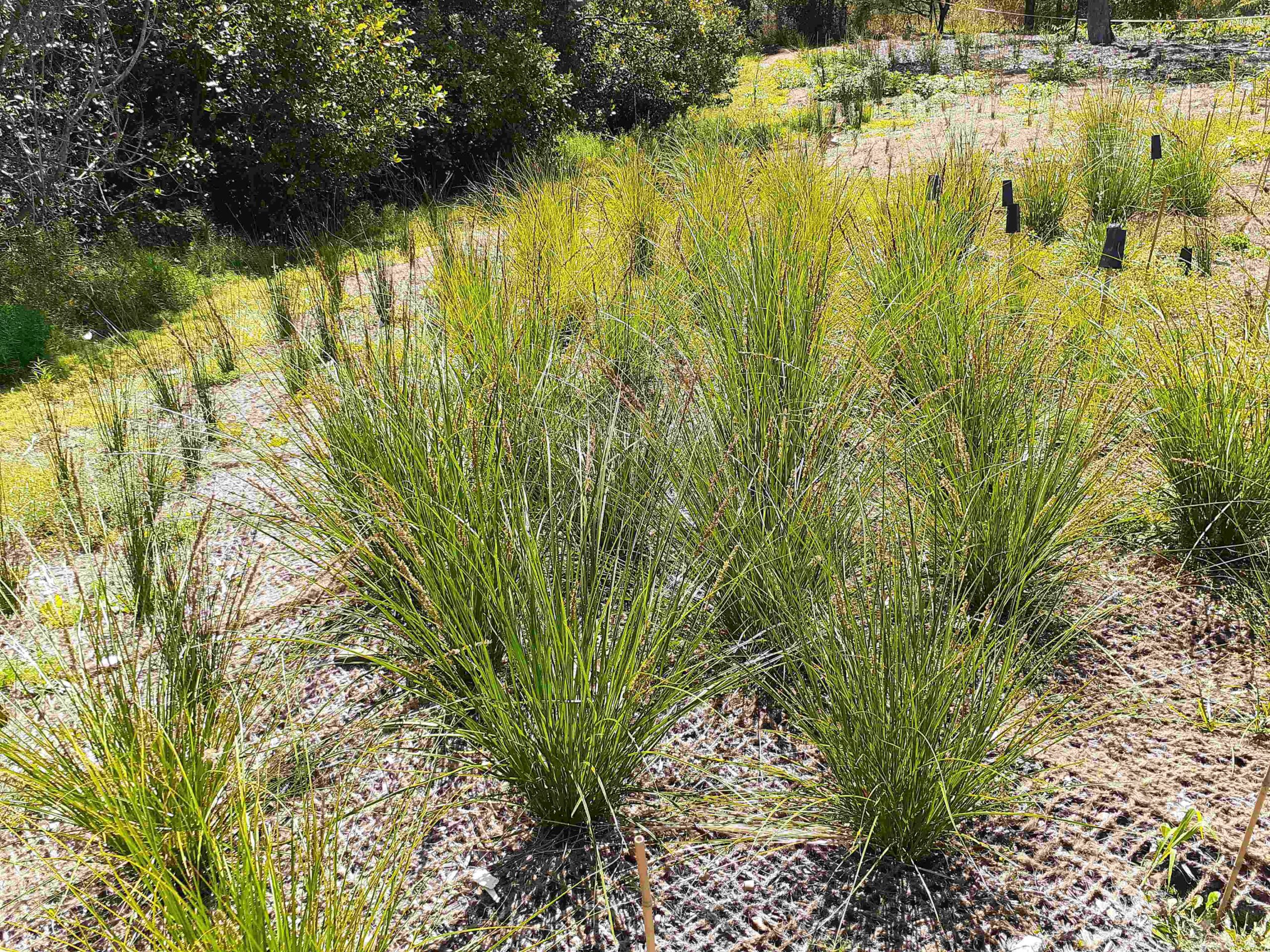 Rome St Indigenous Revegetation Pilot