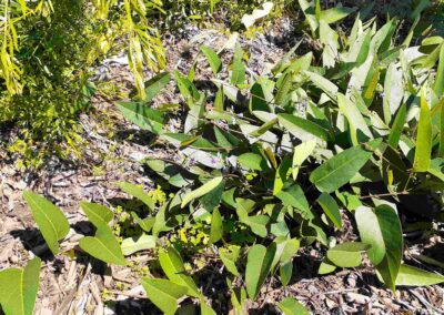 Hardenbergia violacea