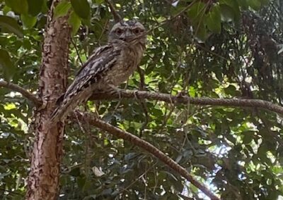 Tawny Frogmouth at Moorhen Flats
