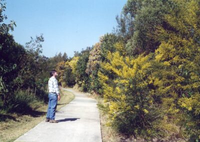 Wattle Blooming Moorhen Flats
