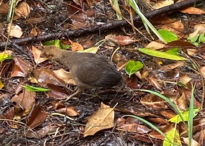 baby bushturkey at Moorhen Flats