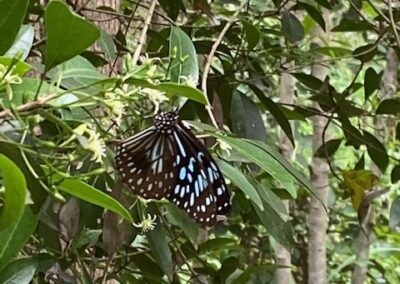 butterfly at Moorhen Flats