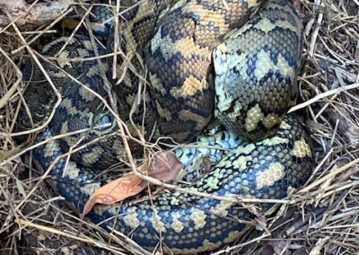 carpet snake at Moorhen Flats
