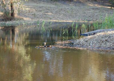 Ducks in their new home Moorhen Flast