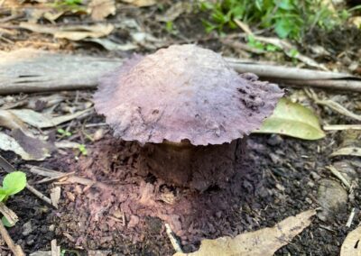fungi at Moorhen Flats
