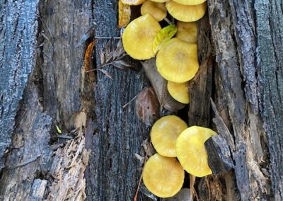 fungi on log moorhen Flats