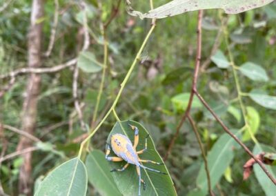 insect at Moorhen Flats