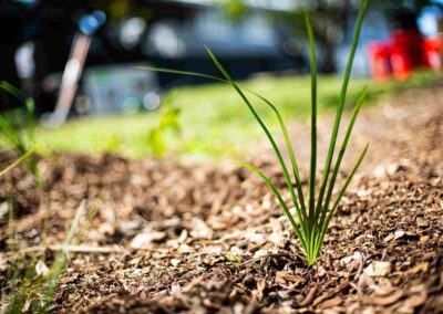 Balis Park Playground Planting day Lomandra Hystrix (Mat Rush)