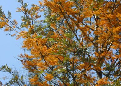 Tree in bloom Moorhen Flats