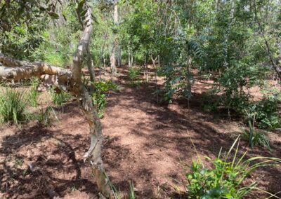 understory at Moorhen Flats