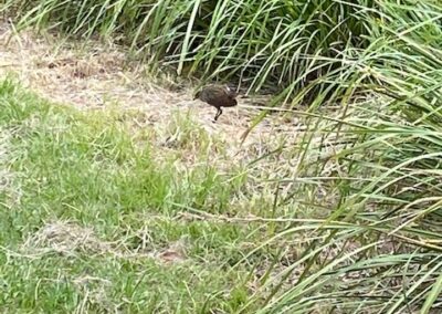 wildlife at Moorhen Flats