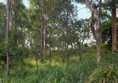 Eucalypt woodland, Burnett Swamp bushcare site