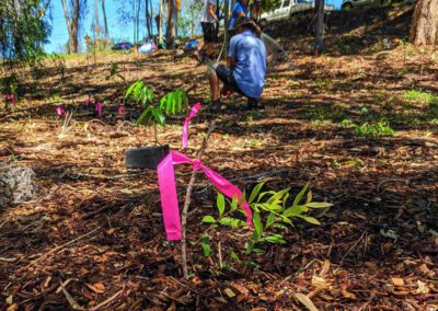 Peronne Creek Planting of local native plants by the new bushcare group